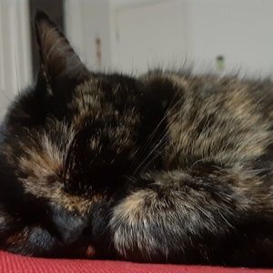 Meet your Posher, Pei-pei